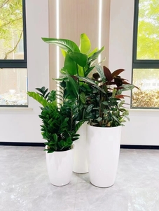 价格实惠的盆景出租，就在宁波余姚！